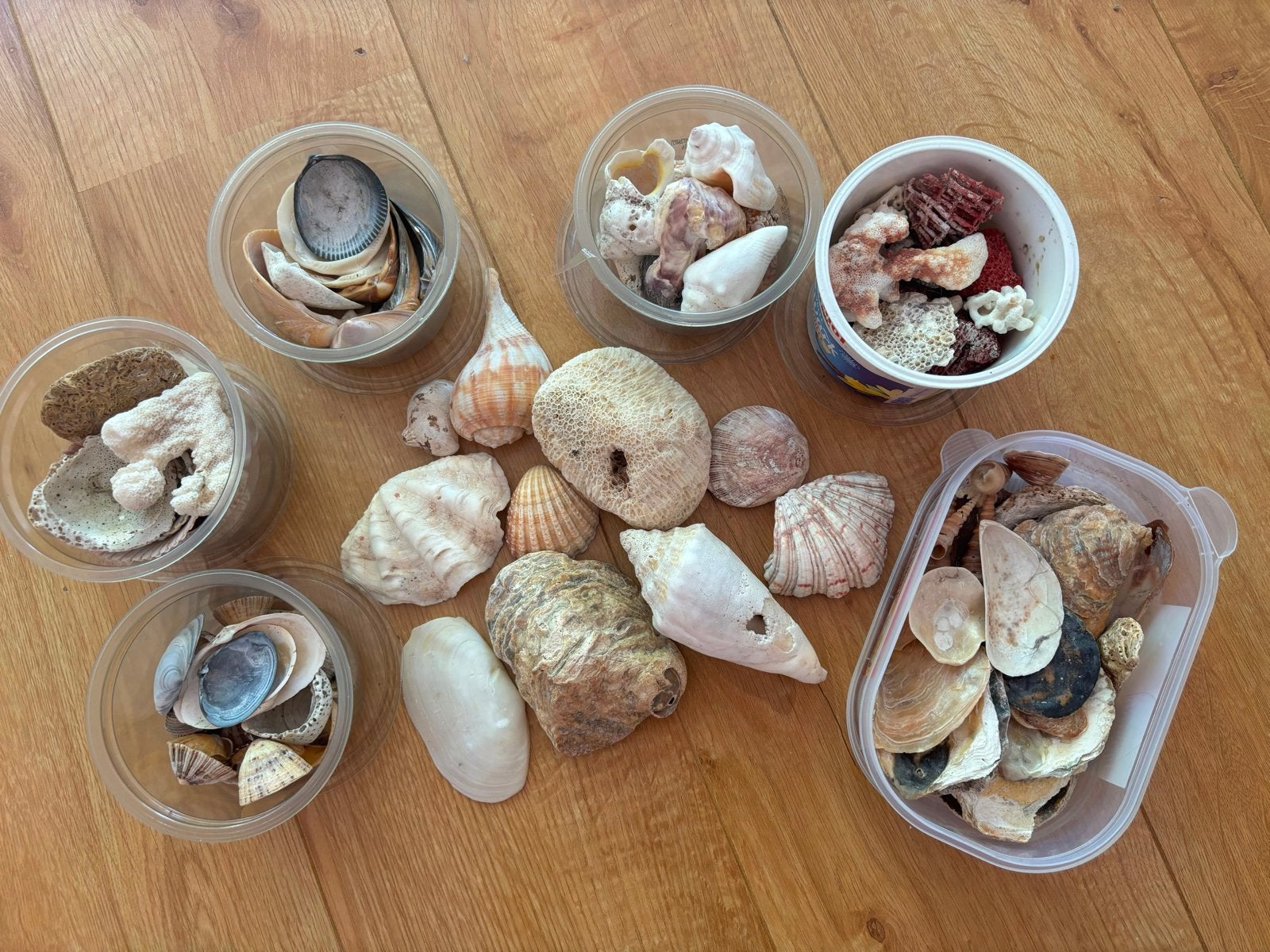 Diverse schelpen en koraal voor decoratie of hobby, Verzamelen, Ophalen, Gebruikt