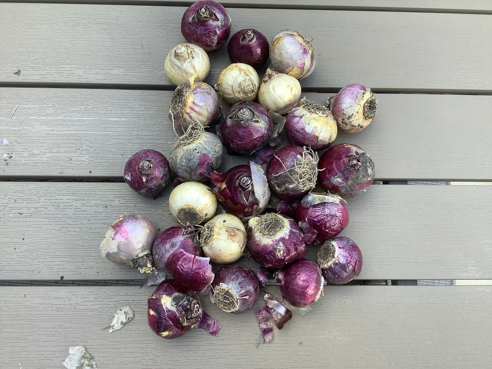 Hyacint bloembollen - mix, vijf kleuren €0.50 per stuk, Ophalen of Verzenden, Najaar, Volle zon, Bloembol