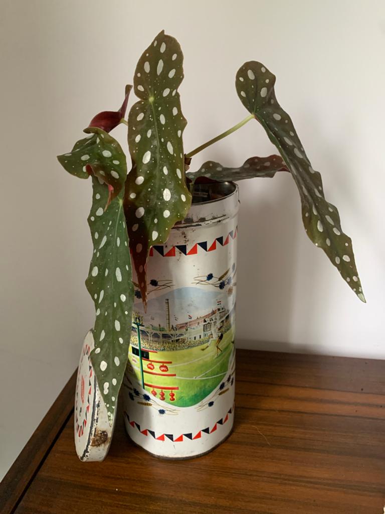 Stippenbegonia in vintage Van der Meulen beschuitblik, Antiek en Kunst, Ophalen