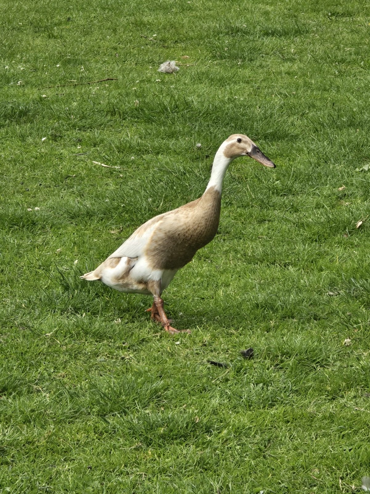 Mooie loopeenden, Meerdere dieren, Wildzangvogel, Tam
