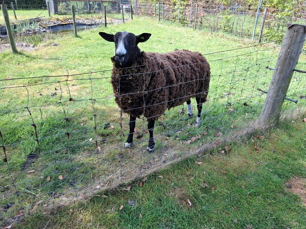 Zwartbles ram, Dieren en Toebehoren, Mannelijk, Schaap