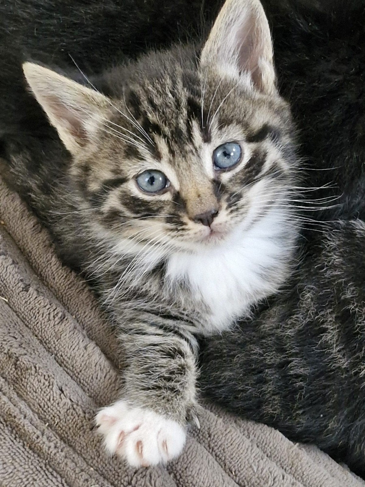 Jonge kittens, Meerdere dieren