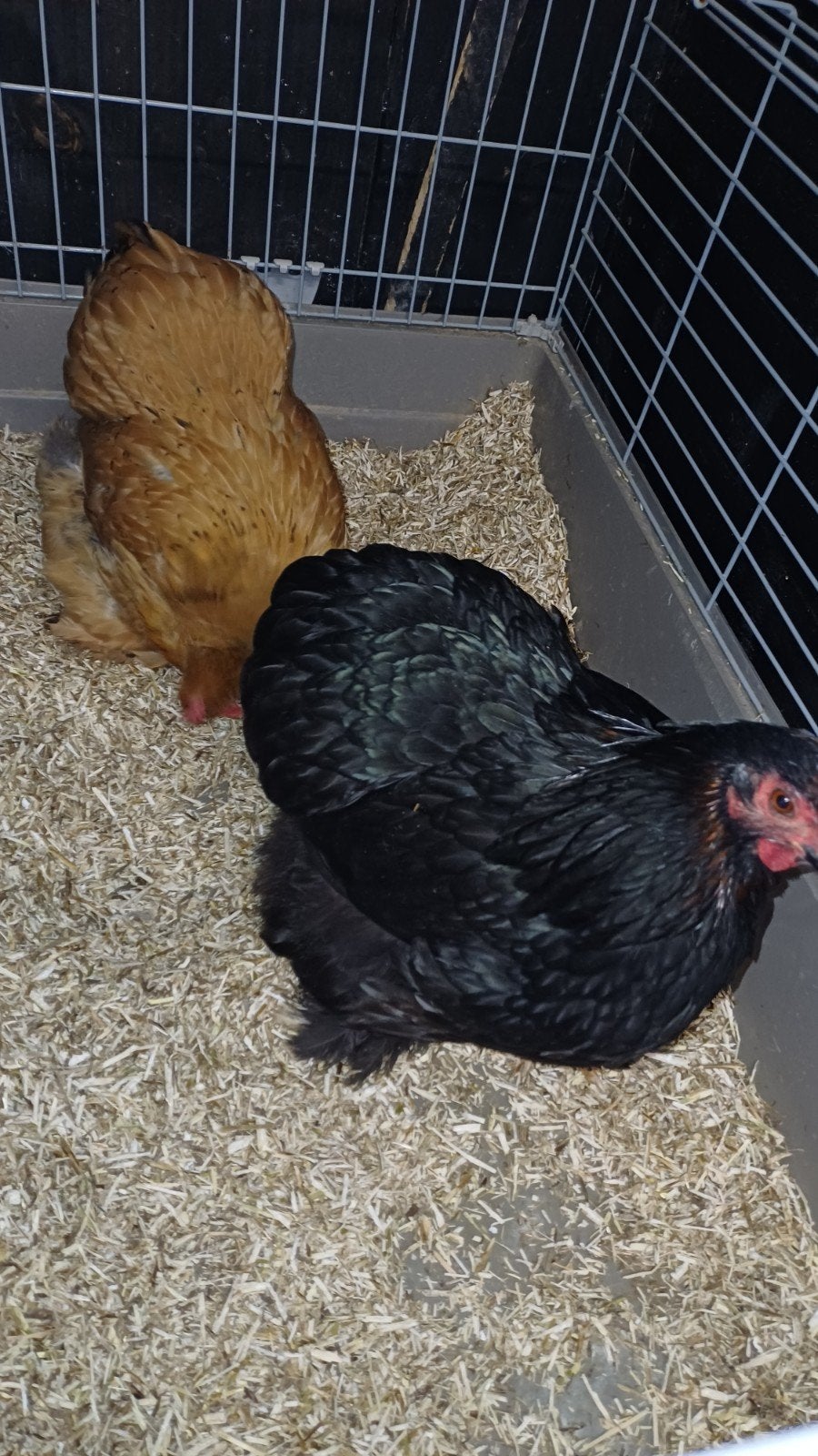 2 cochinkriel kippen 4 maand, Vrouwelijk, Kip
