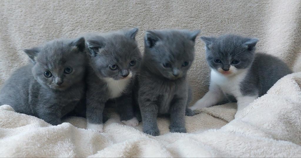 Blauwe Rus kittens, Dieren en Toebehoren, Katten en Kittens | Raskatten | Korthaar, Meerdere dieren, Ontwormd, 0 tot 2 jaar