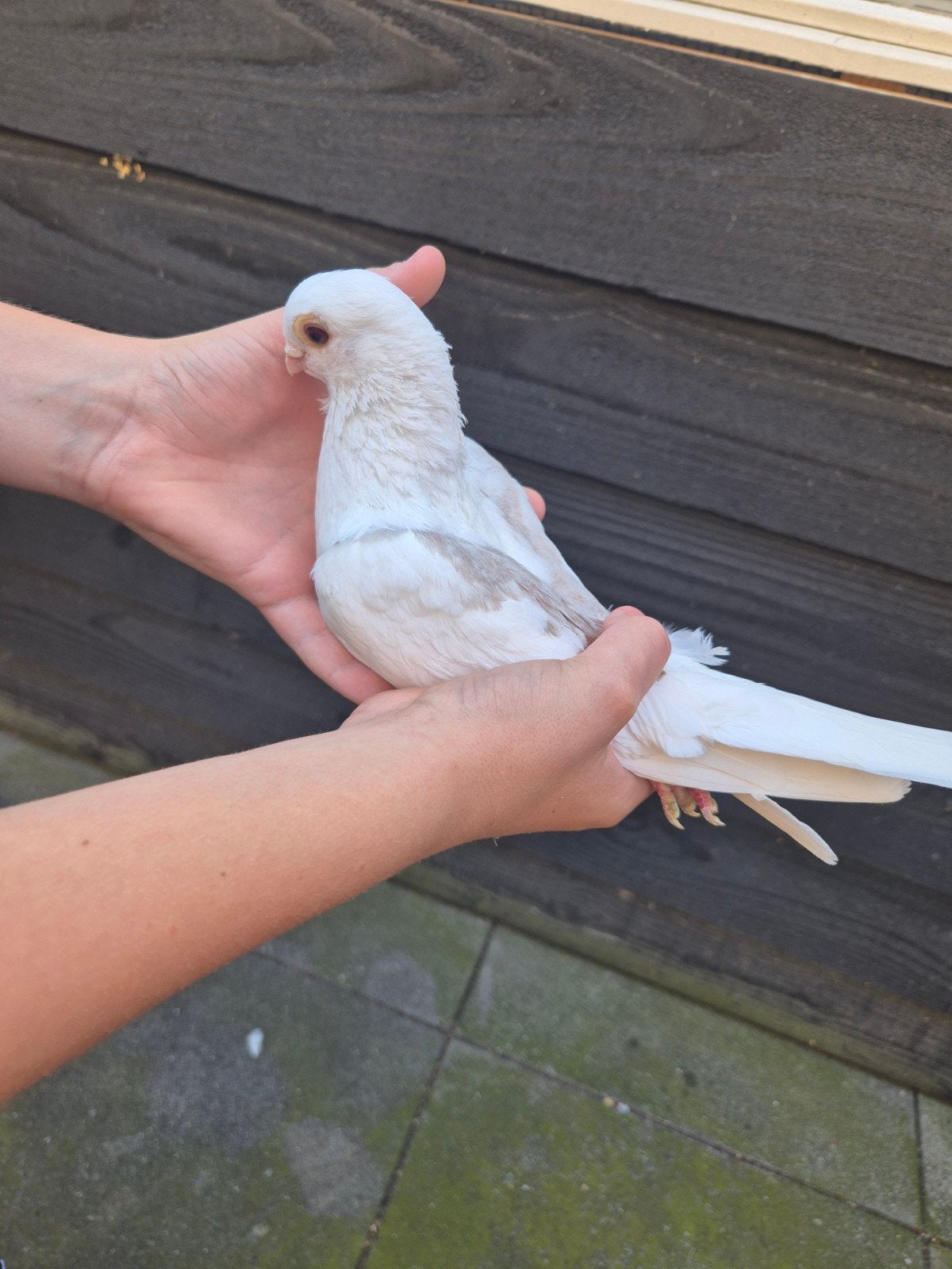 Meeuwtje duif, Mannelijk, Overige soorten