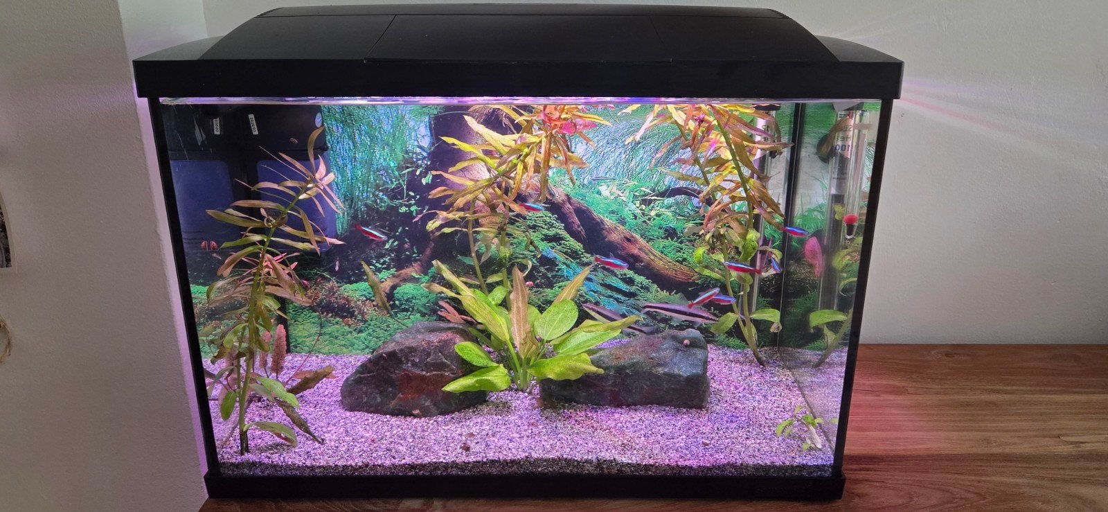 compleet aquarium, Dieren en Toebehoren, Ophalen