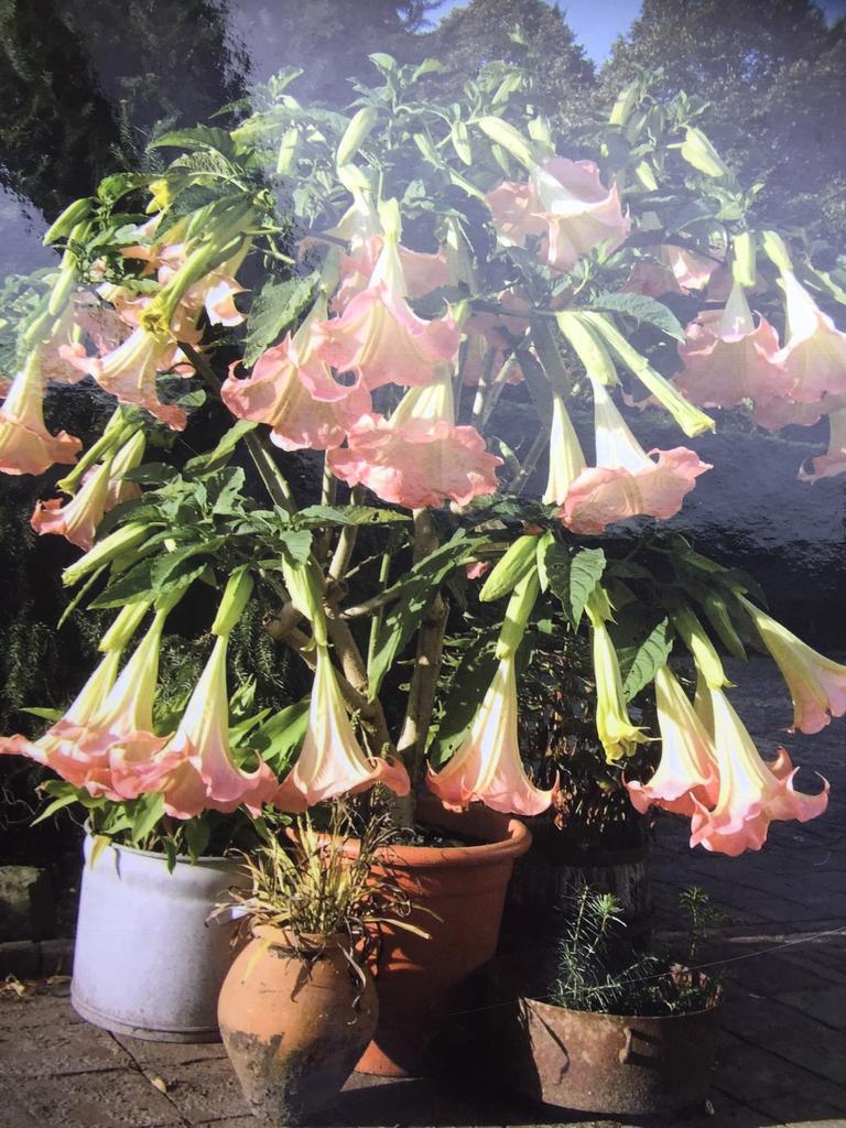 Brugmansia stekken, Tuin en Terras, Ophalen of Verzenden, Overige soorten, Volle zon