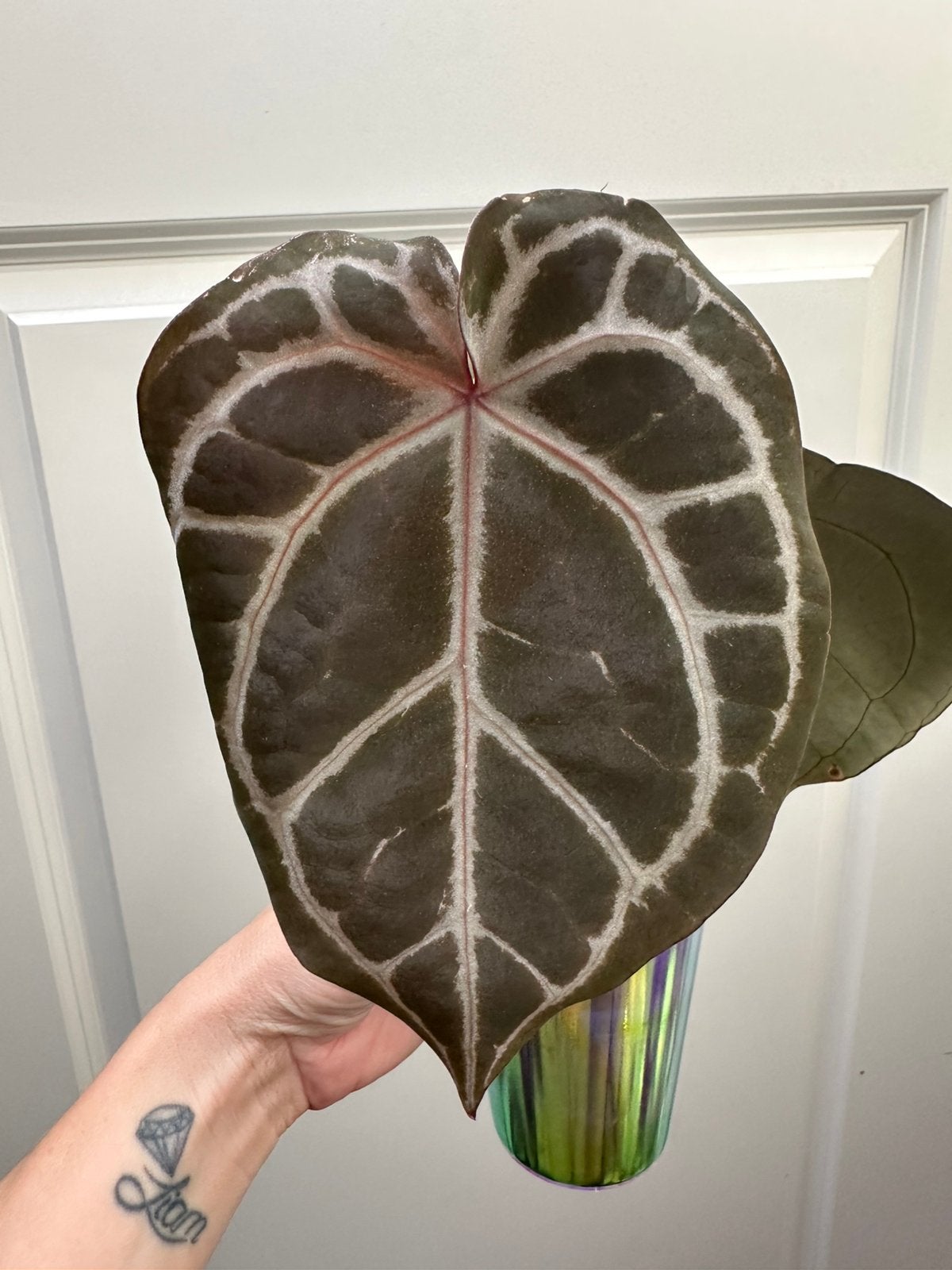 Anthurium red crystallinum, Ophalen of Verzenden, Halfschaduw, Minder dan 100 cm