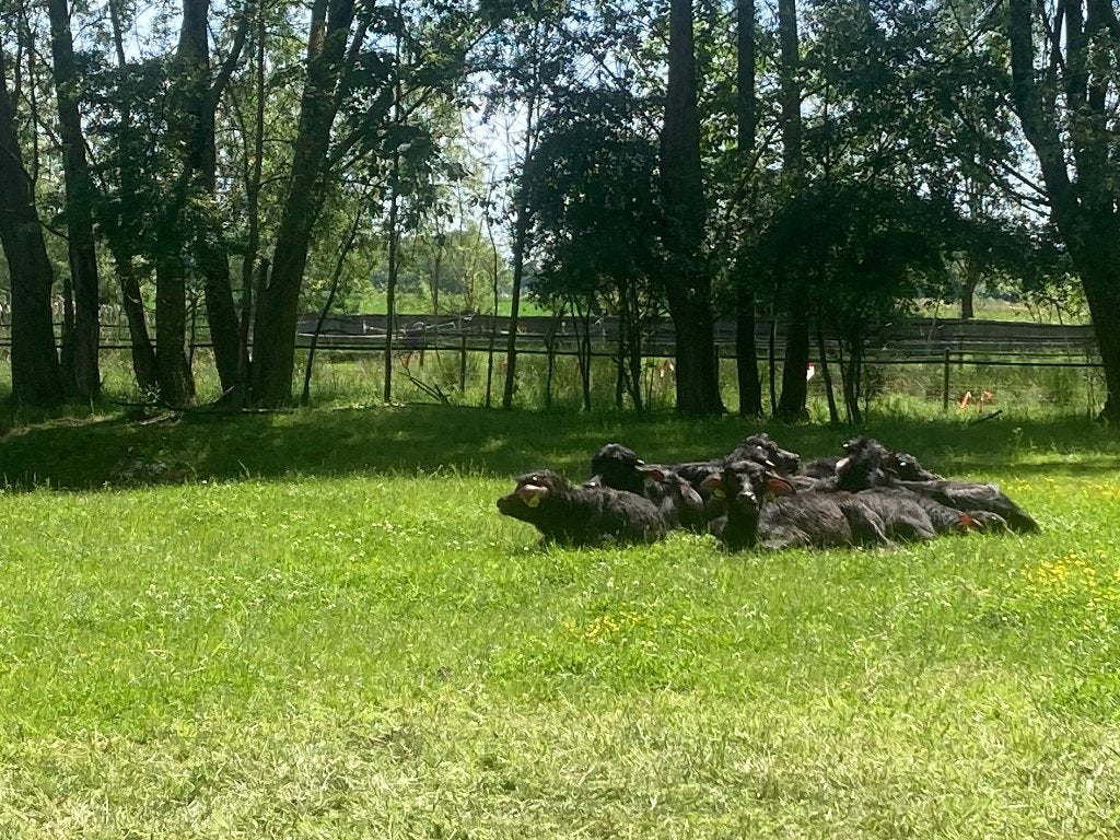 Rundvlees waterbuffel kalfsvlees 14€ puur natuurlijk, Diversen, Levensmiddelen, Ophalen