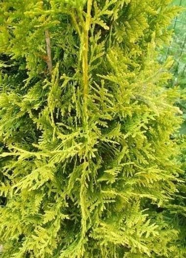 Thuja occidentalis Brabant. haag Thuja. P9 planten, Overige soorten, Vaste plant, Ophalen of Verzenden, Bloeit niet