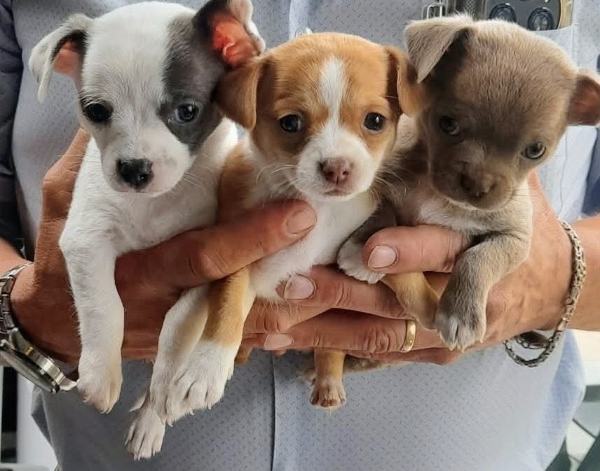 Ras zuivere Chihuahua pups, Dieren en Toebehoren, Honden | Chihuahua's en Gezelschapshonden, 8 tot 15 weken, Meerdere, Meerdere dieren