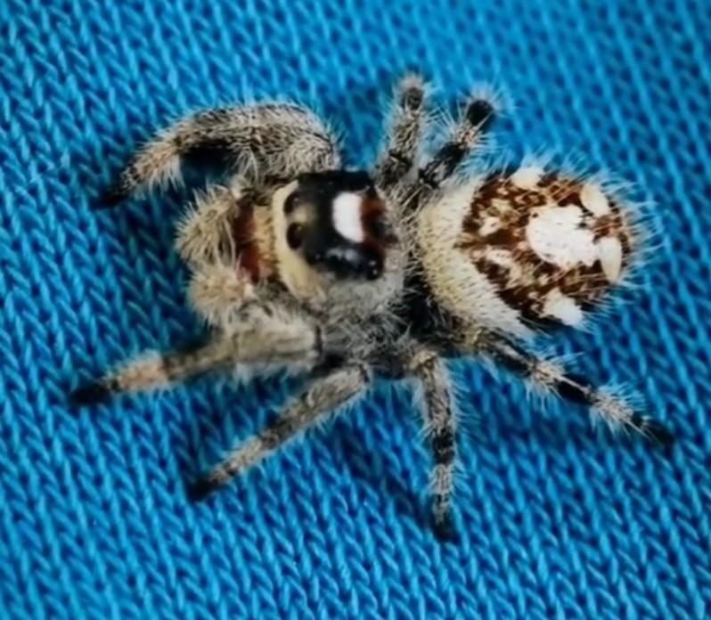 Phidippus Regius White Bahama's - Springspin, Dieren en Toebehoren, Insecten en Spinnen
