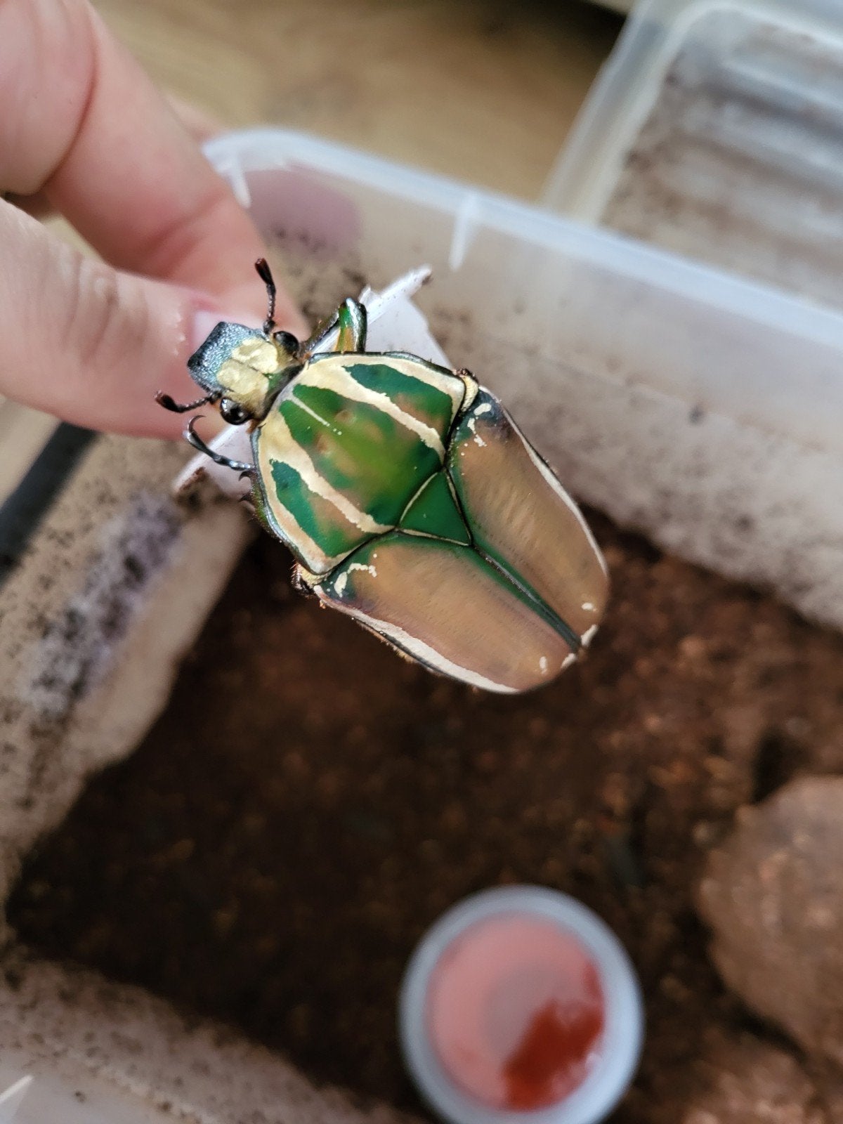 Mecynorrhina torquata ugandensis vrouw groen bruin, Overige soorten