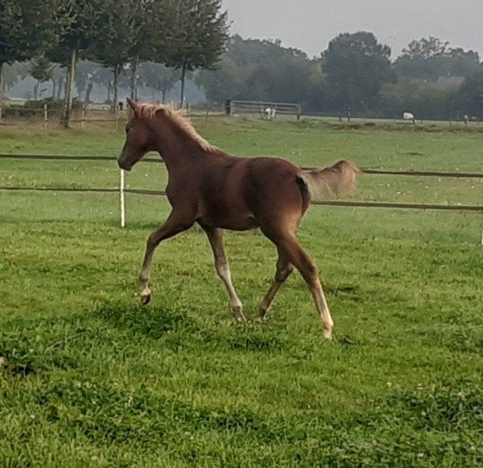 New Forest veulen, Dieren en Toebehoren, Hengst, Met stamboom, 0 tot 2 jaar