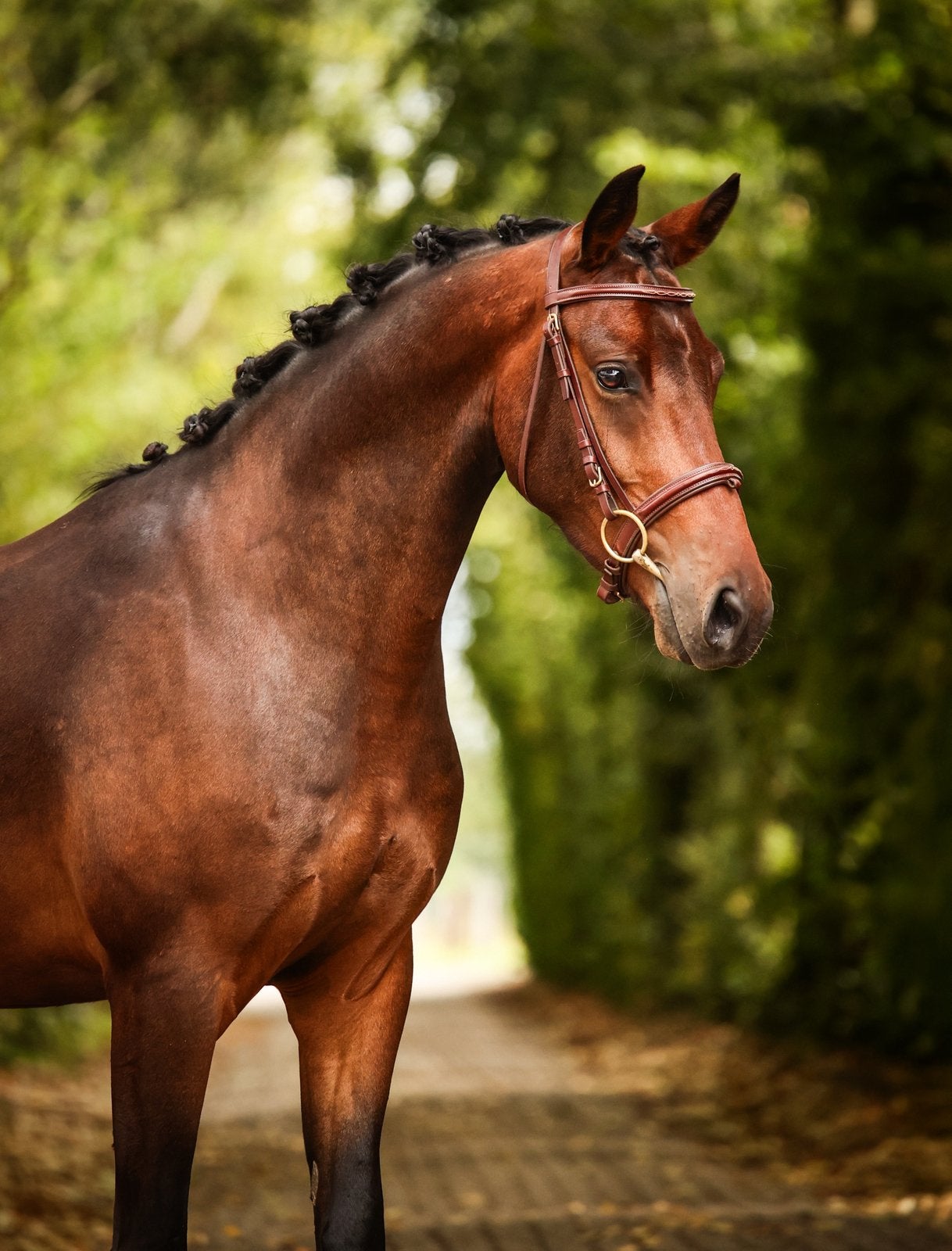 Bloedmooie d pony, Dieren en Toebehoren, Pony's, Ruin, D pony (1.37m tot 1.48m), Met stamboom, 3 tot 6 jaar