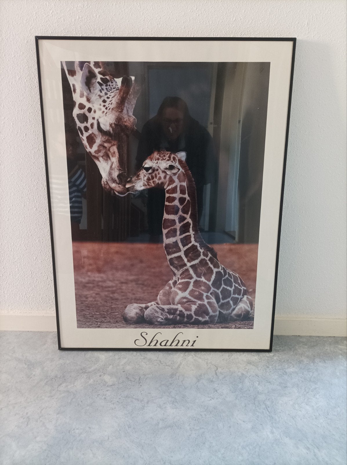 Grote zwarte lijst met glas 60x80 cm fotolijst er zit een af, Ophalen, Hout, Minder dan 50 cm