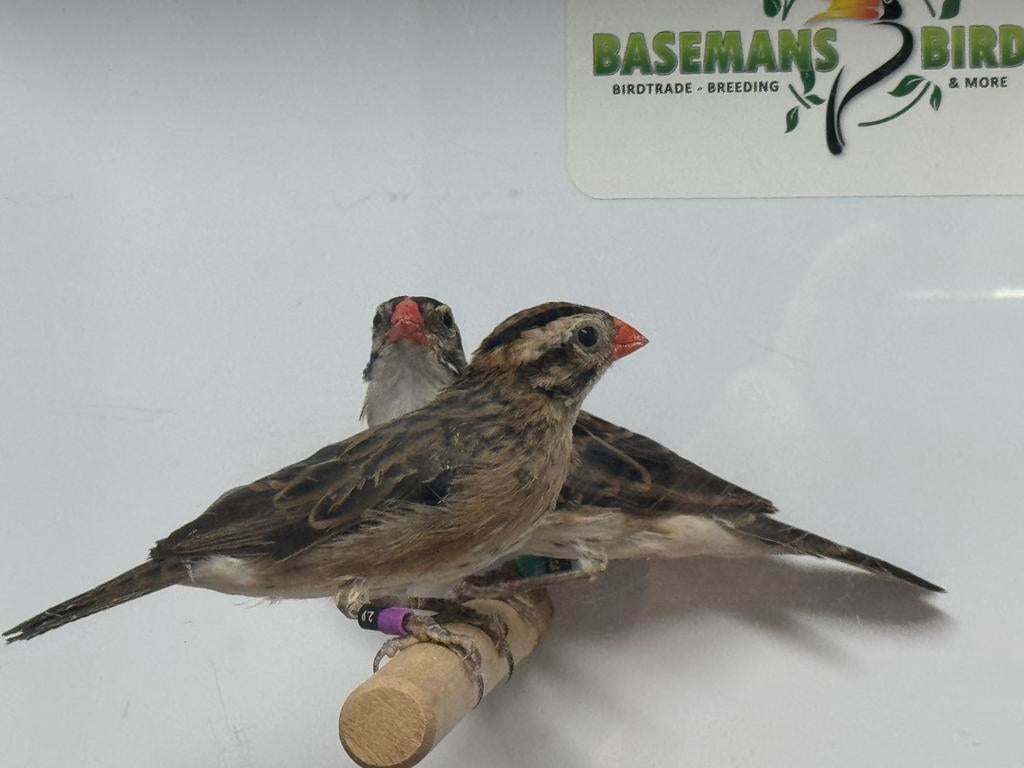 Domenicaner wida - vidua macroura, Dieren en Toebehoren, Mannelijk, Tropenvogel, Geringd