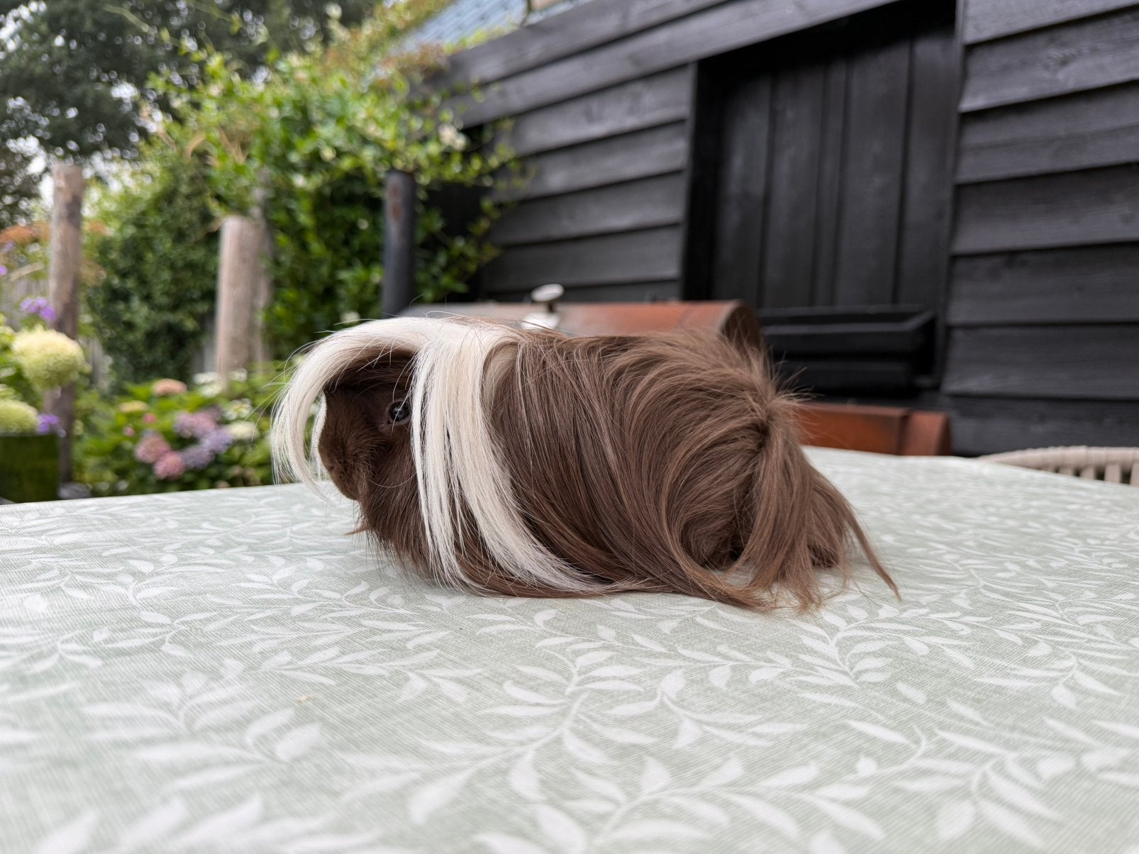 Peruvian beertje, Juli, Mannelijk, Cavia