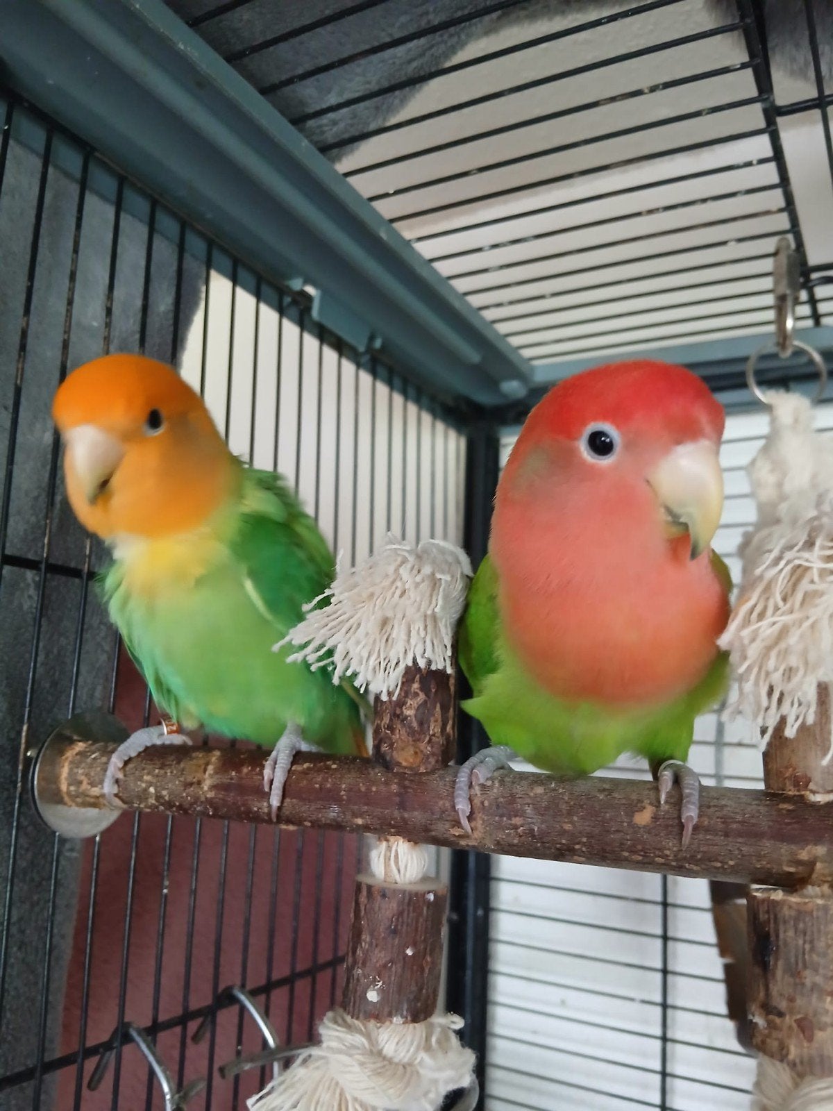 Mooi koppel agapornissen, Meerdere dieren, Dwergpapegaai of Agapornis, Geringd