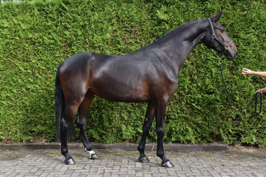 veelbelovende 3 jarige knappe springmerrie, Merrie, Springpaard, Met stamboom, Onbeleerd