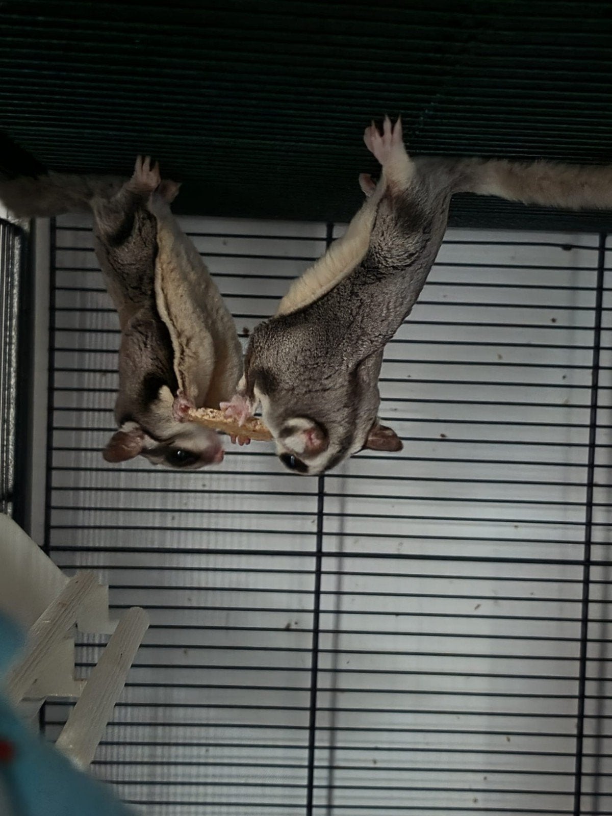 sugar gliders, Januari