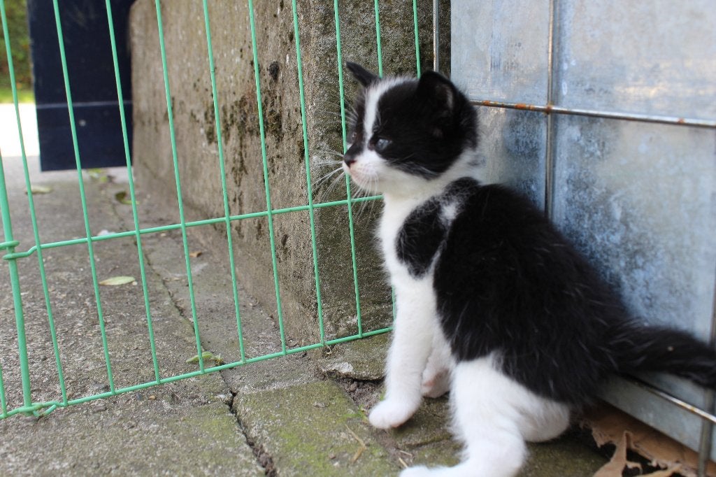 Lieve kittens te koop, Geslacht onbekend, Ontwormd, 0 tot 2 jaar
