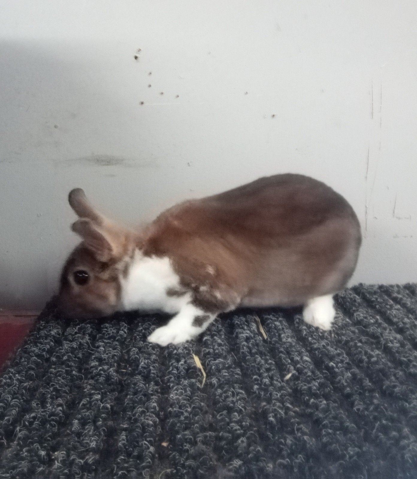 Dwerg rex konijnen, Dieren en Toebehoren, Konijnen, Mannelijk, Dwerg