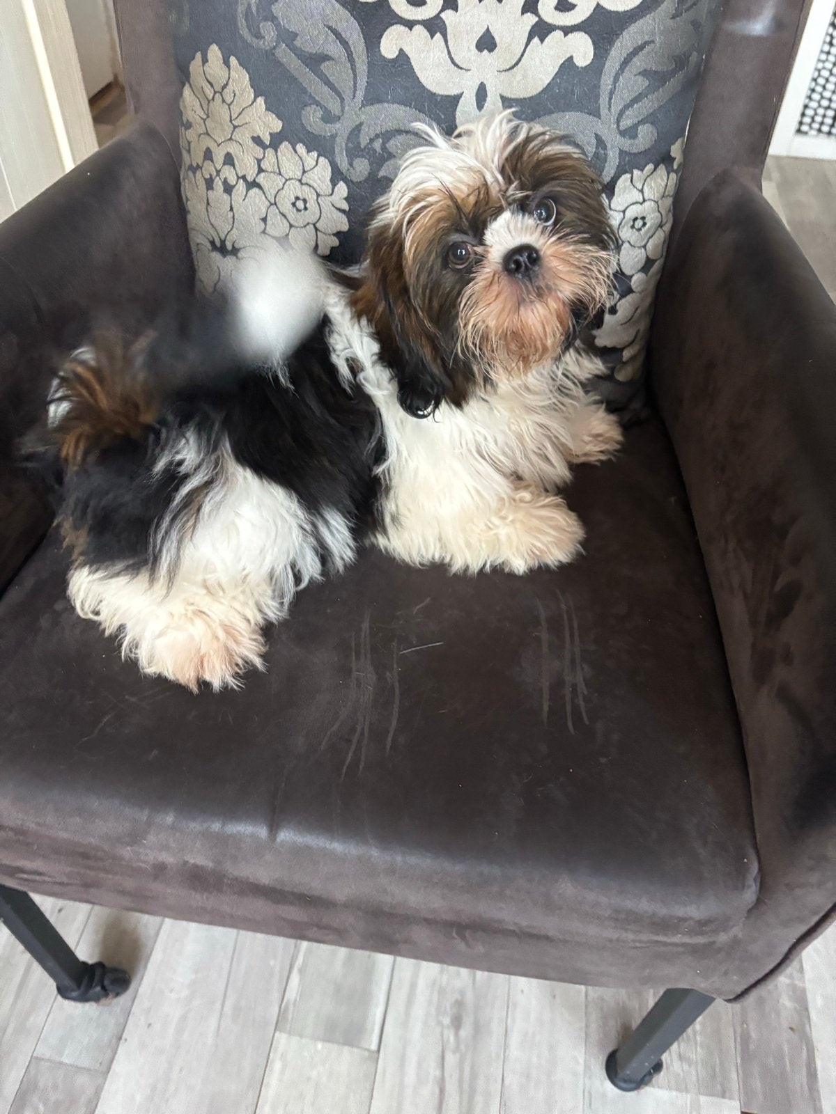Shih Tzu 3/4 Maltezer 1/4, Overige rassen, 8 tot 15 weken, Teef, Eén hond