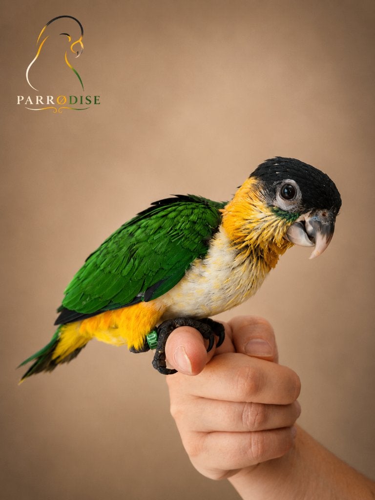 PRACHTIGE Tamme Jonge Zwartkopcaiques 2026, Dieren en Toebehoren, Vogels | Parkieten en Papegaaien, Meerdere dieren, Papegaai