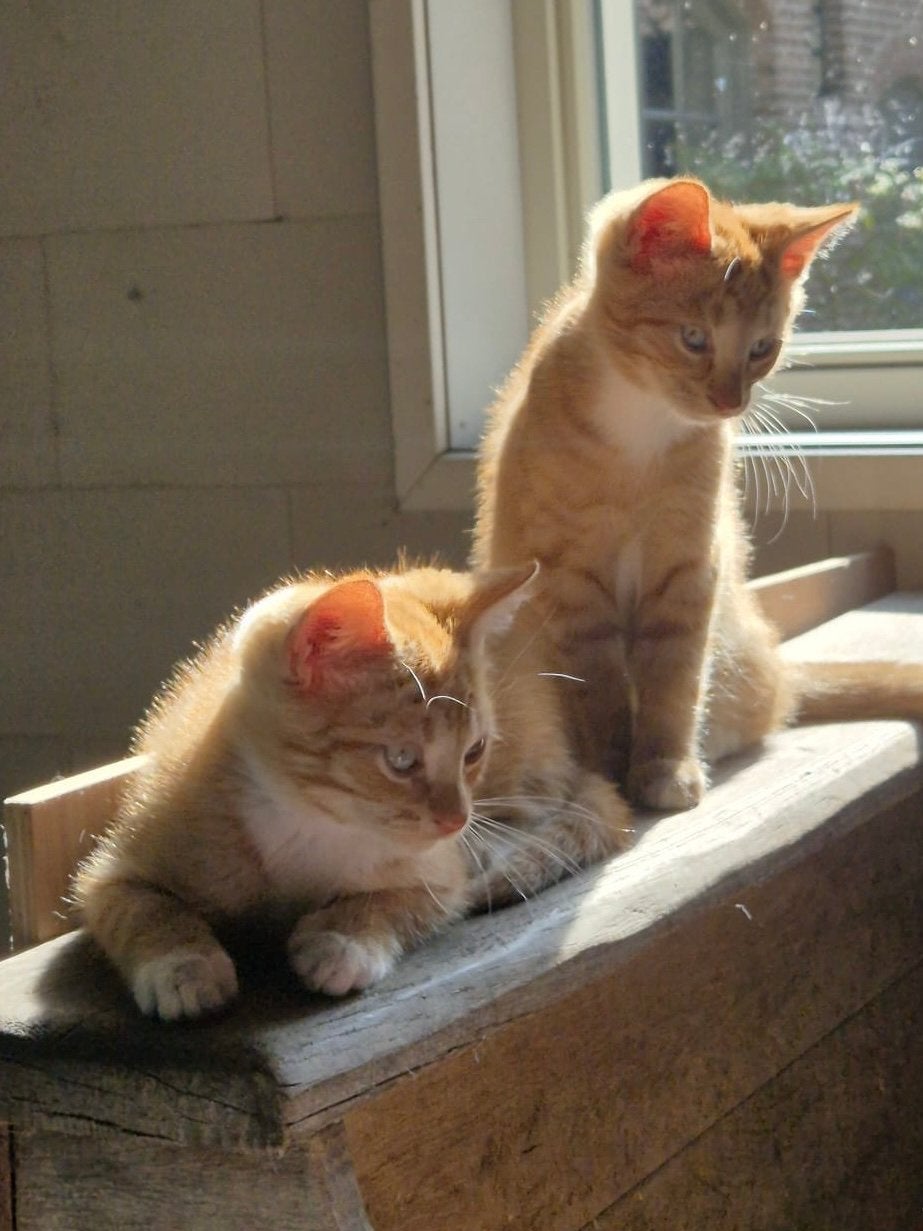 Prachtig kittens, Kater