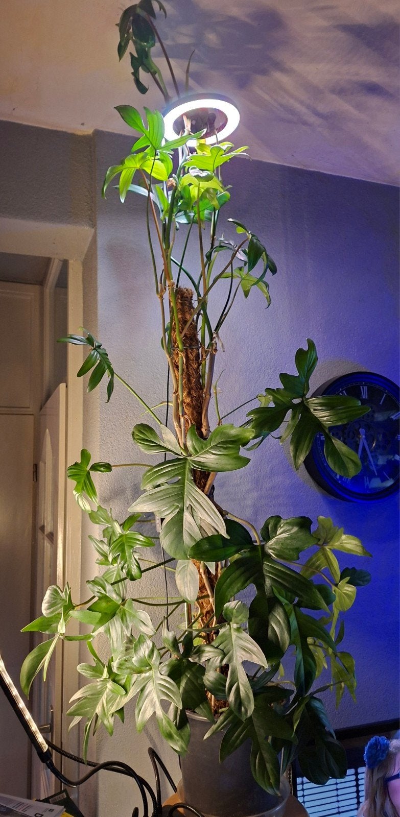 Grote Philodendron Pedatum met mosstok ca.145 cm hoog, Ophalen, Overige soorten, Halfschaduw, In pot