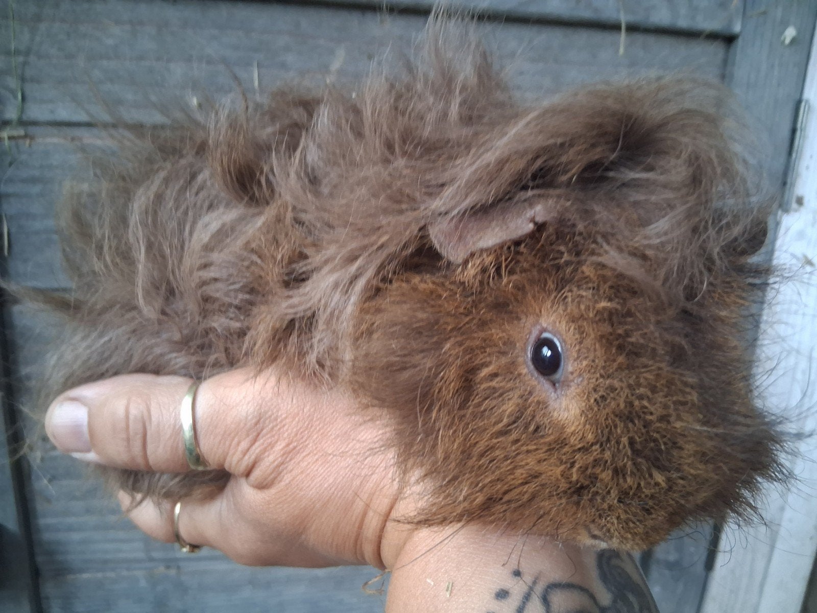 TK 2 mooie lunkarya beertjes, Dieren en Toebehoren, Mei, Mannelijk, Cavia