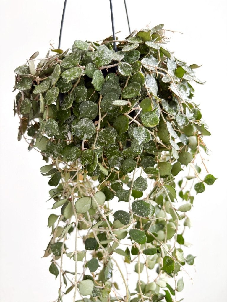 Hoya Curtisii stekje, Ophalen of Verzenden, Halfschaduw, Minder dan 100 cm
