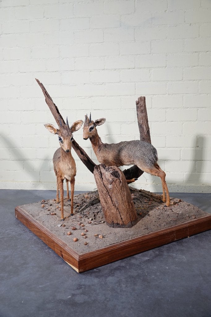 dik dik antilope koppel taxidermy opgezette, Ophalen, Zo goed als nieuw, Hert, Gewei of Kop