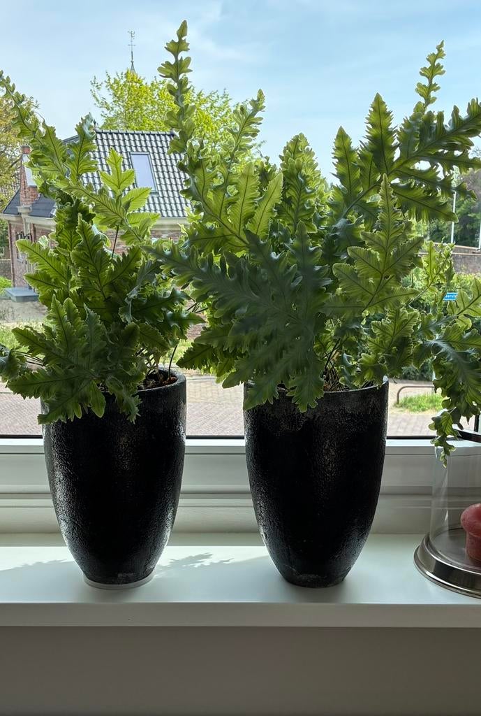 2 prachtige varens incl . pot, Ophalen, Halfschaduw, Minder dan 100 cm