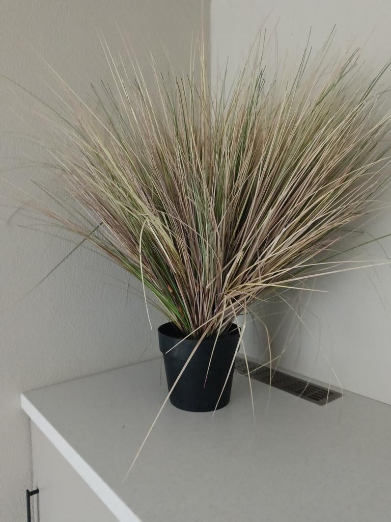 Nep riet plant in pot, Ophalen of Verzenden