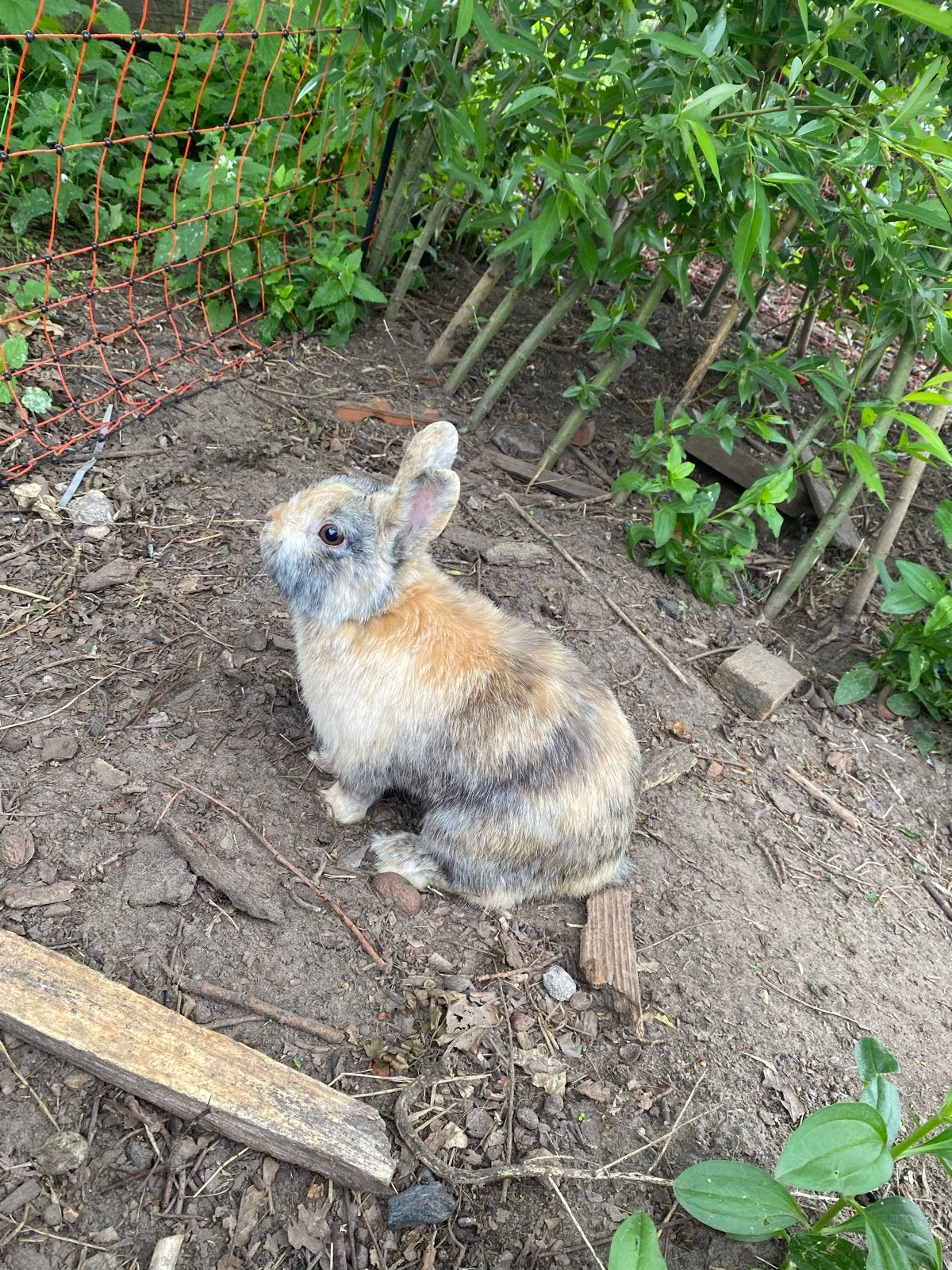 Dwergkonijn Cookie, Dieren en Toebehoren, Mannelijk, Klein, 0 tot 2 jaar