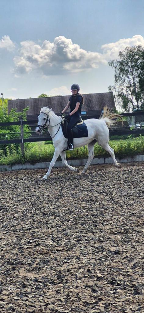 Verzorg/bijrijd paard gezocht, Ophalen of Verzenden