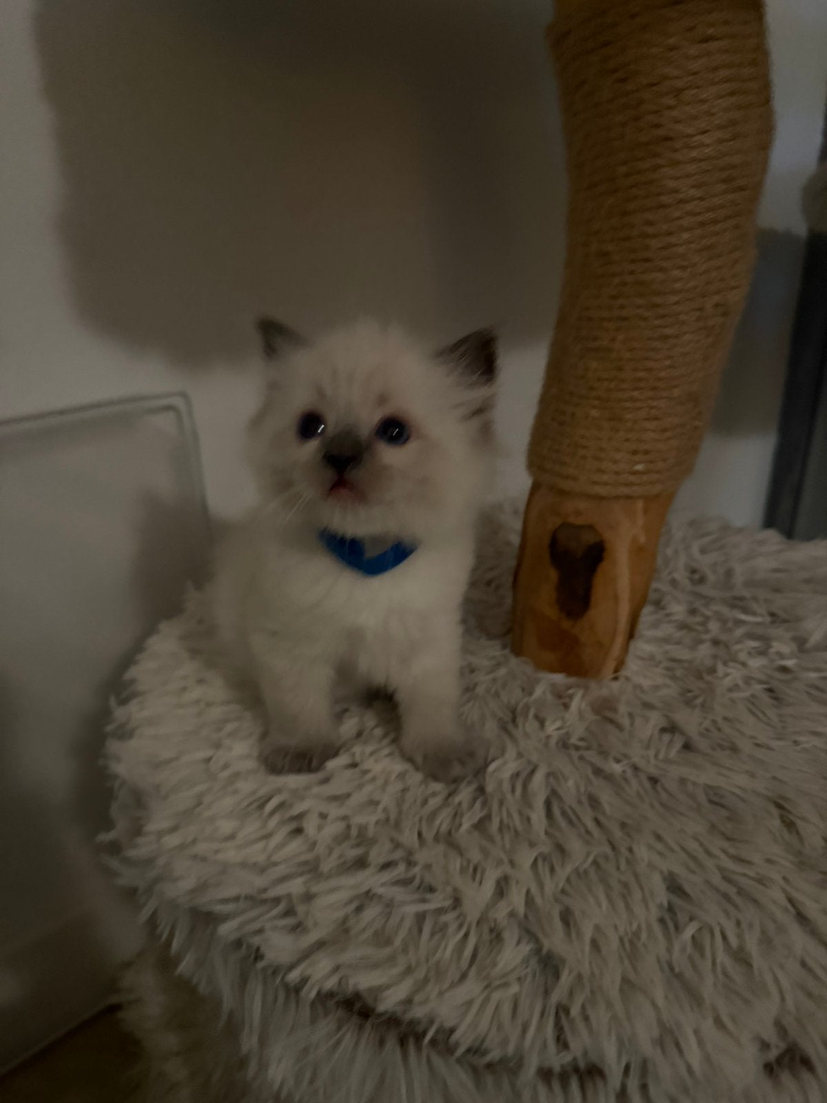 Ragdoll kittens, Meerdere dieren, Gechipt, 0 tot 2 jaar