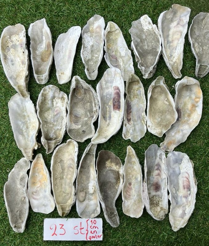 23 XL oesterschelpen 10 cm en langer, Ophalen of Verzenden, Zo goed als nieuw