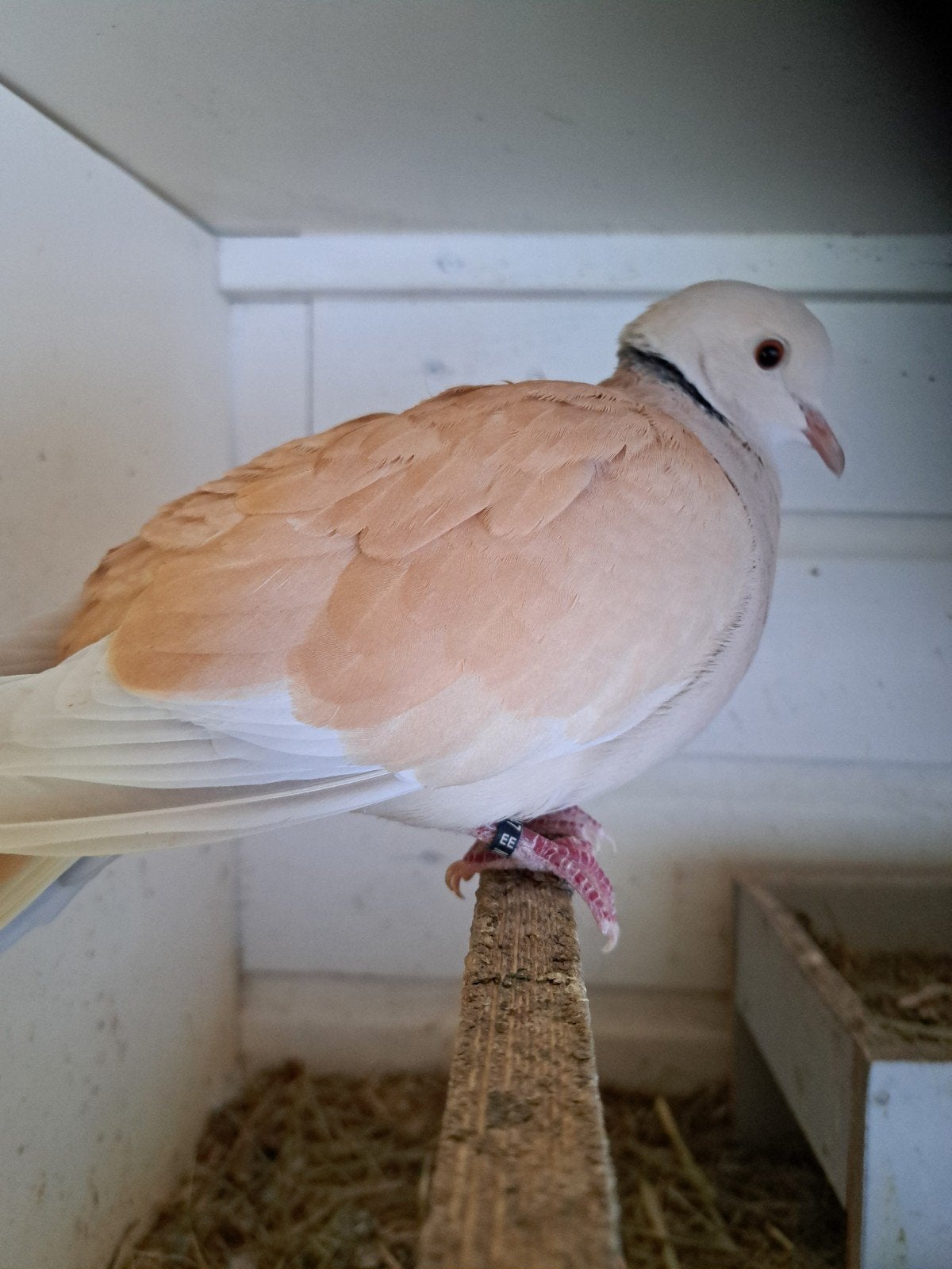 oude koppel Lachduiven Pastel isabel, Dieren en Toebehoren, Meerdere dieren, Overige soorten
