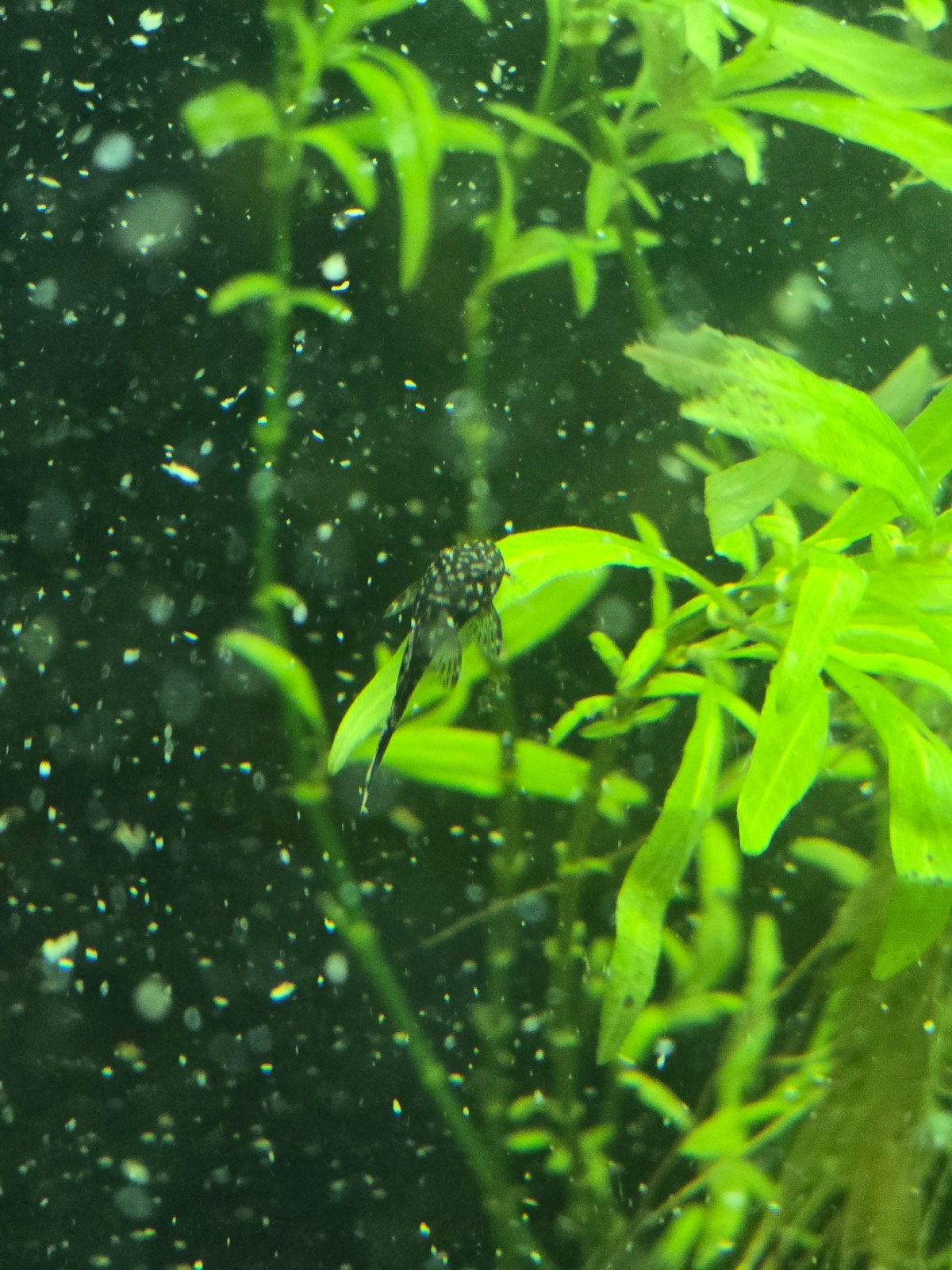 baby algeneters, Dieren en Toebehoren, Vissen | Aquariumvissen, Vis