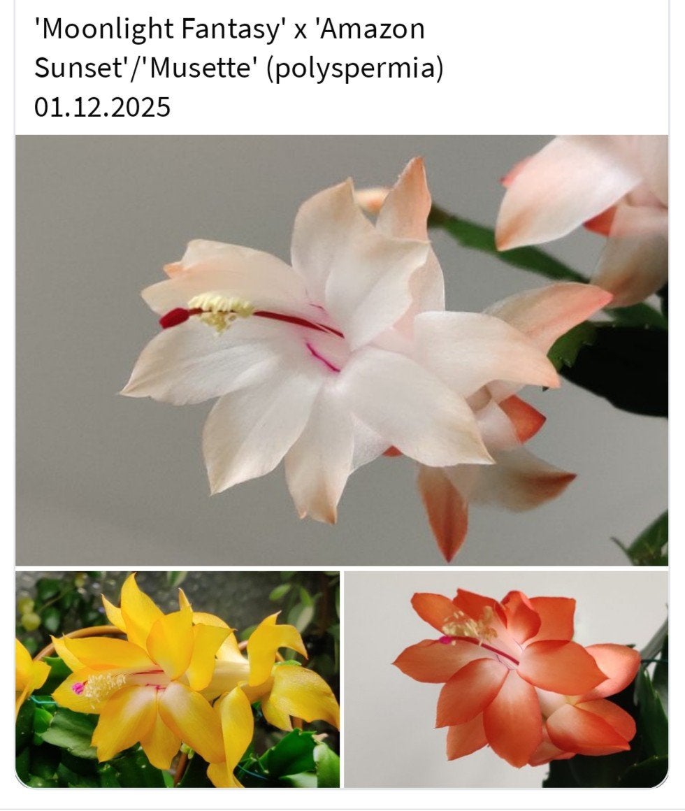 Schlumbergera nieuwe hybride zaadbesje op 1 bladsegment, Verzenden, Halfschaduw, Minder dan 100 cm