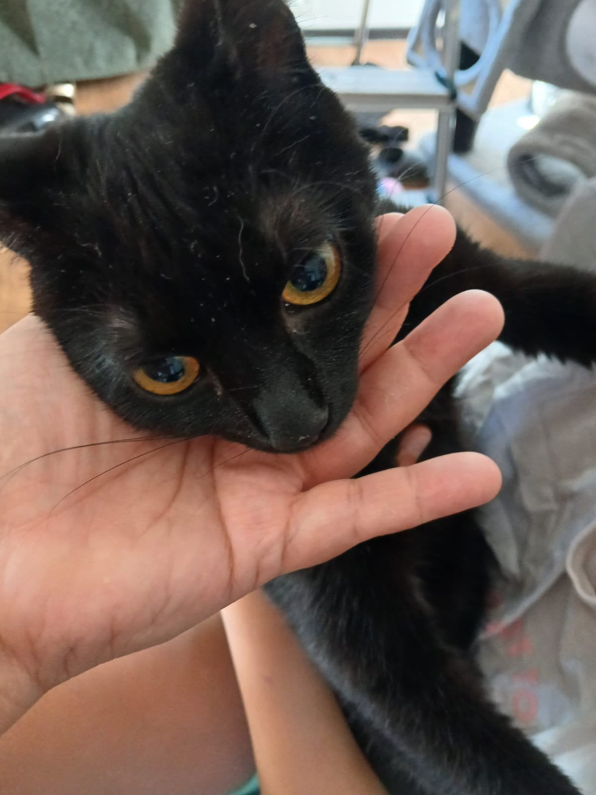 Kitten 8 maanden zwart, Poes, Ontwormd, 0 tot 2 jaar