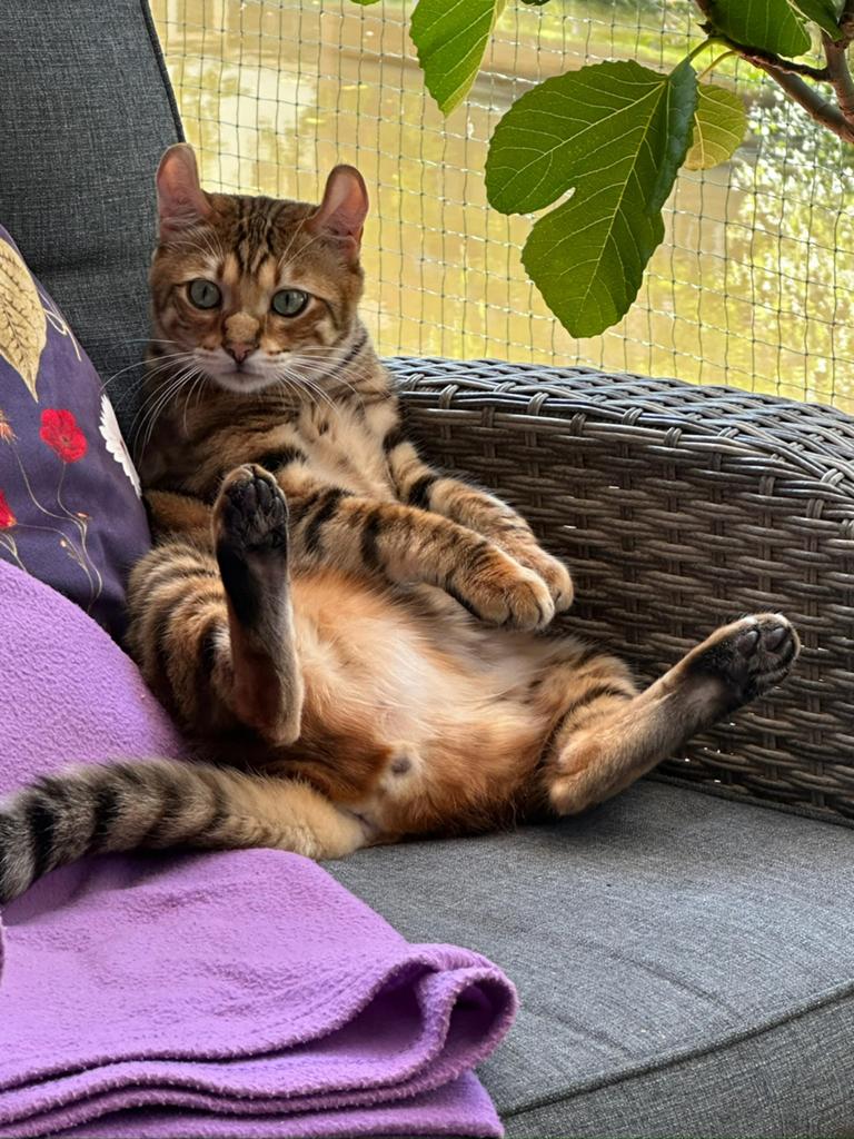 Tigrett Bengaal zoekt gouden mand, Dieren en Toebehoren, Katten en Kittens | Raskatten | Korthaar, Kater