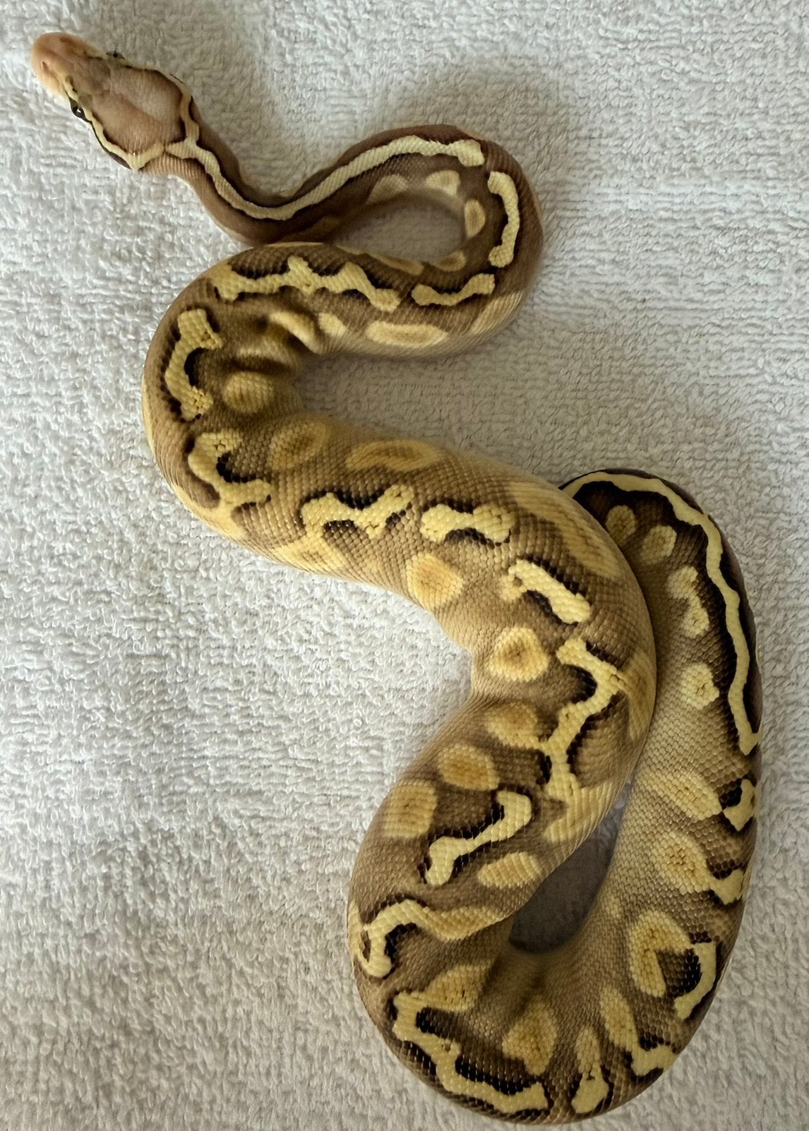 Koningspythons Ball Python - male for sale from Nettie