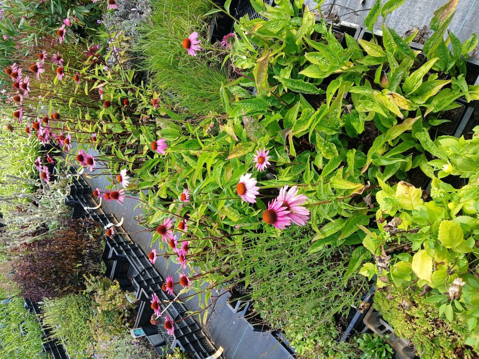 Echinacea Purpurea - Rode Zonnehoed - Vaste Plant, Ophalen of Verzenden, Overige soorten, Volle zon