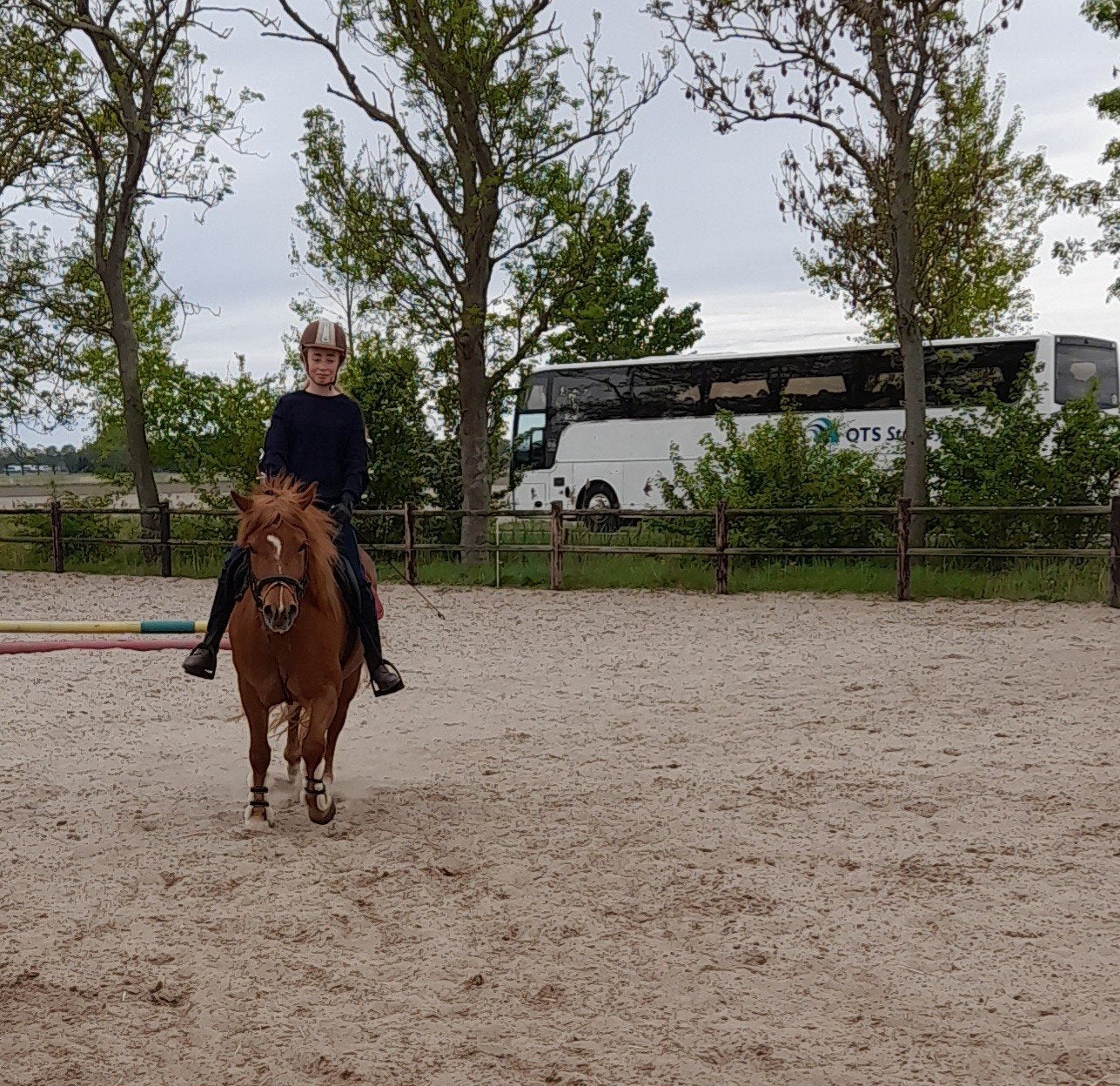 Brave stevige c pony, 3 tot 6 jaar, C pony (1.27m tot 1.37m), Recreatiepony, Merrie