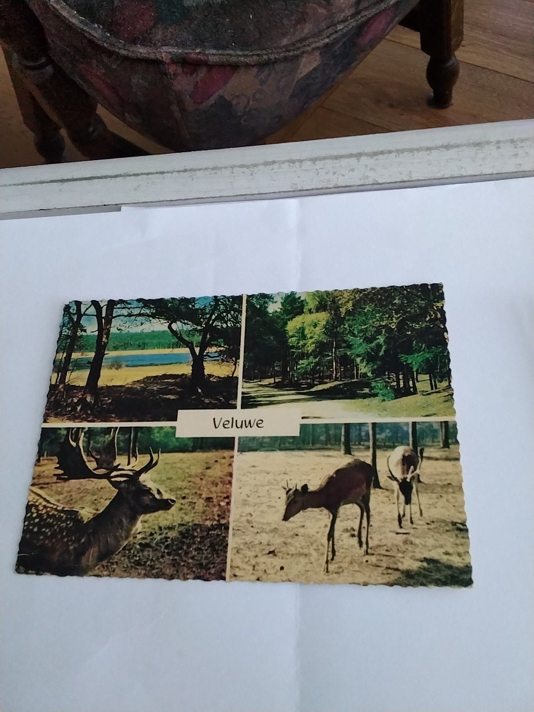 Oude ansichtkaart Veluwe met herten en landschappen, Ophalen of Verzenden, 1940 tot 1960, Ongelopen, Gelderland