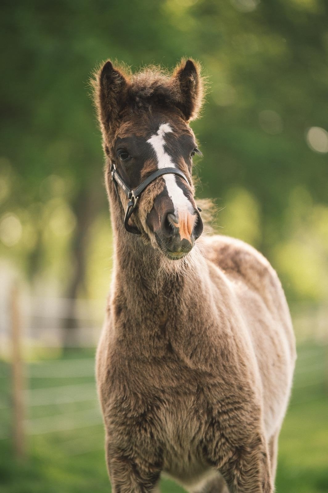 Te koop knappe Jillz, Dieren en Toebehoren, Merrie, 0 tot 2 jaar